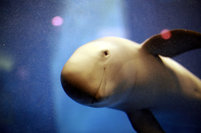 Indo-Pacific Finless Porpoise (Neophocaena phocaenoides)