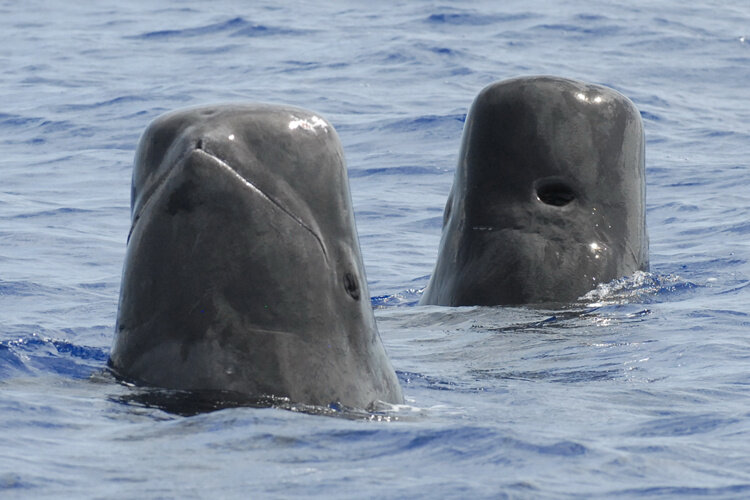 Short-finned Pilot Whale (Globicephala macrorhynchus)